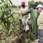 La dégradation de la sécurité alimentaire dans le nord-est du Nigeria : un défi stratégique pour la stabilité du bassin du lac Tchad