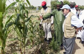 La dégradation de la sécurité alimentaire dans le nord-est du Nigeria : un défi stratégique pour la stabilité du bassin du lac Tchad