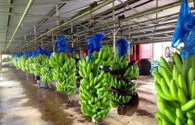 La reprise des exportations de bananes et la concentration croissante de la filière au Cameroun