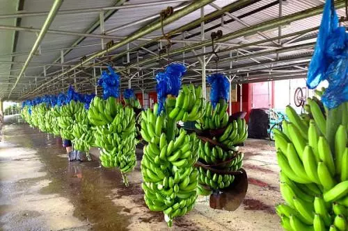 La reprise des exportations de bananes et la concentration croissante de la filière au Cameroun