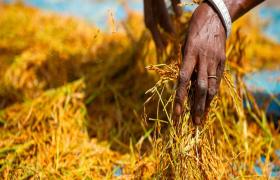 La filière rizicole face au défi de la souveraineté alimentaire