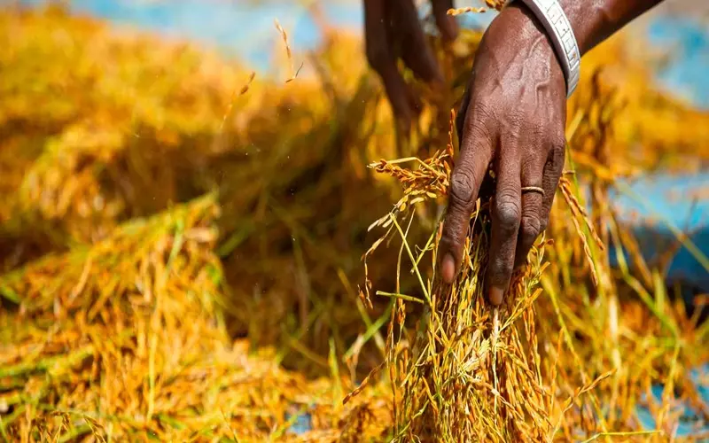 La filière rizicole face au défi de la souveraineté alimentaire