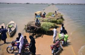 Le carnage climatique sur les récoltes au Pakistan