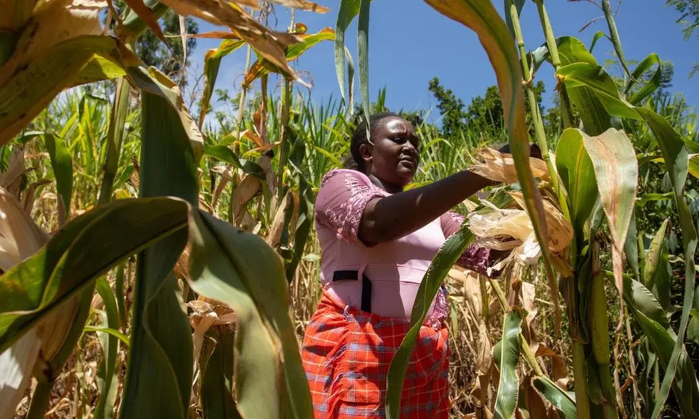 POUR UN SYSTEME AGRICOLE DURABLE EN AFRIQUE